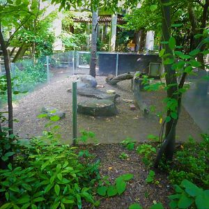 Children's Zoo - Staying Safe - North American Porcupine