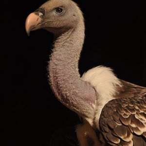Rüppell's vulture (Gyps rueppelli)