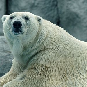 Polar bear (Ursus maritimus)
