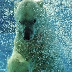 Polar bear (Ursus maritimus)