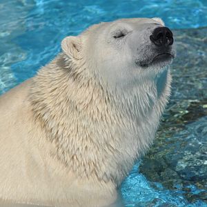 Polar bear (Ursus maritimus)