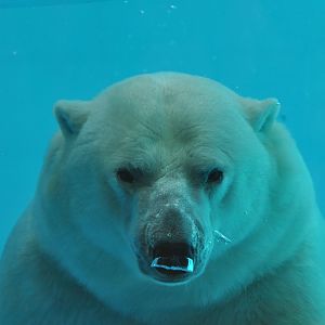 Polar bear (Ursus maritimus)