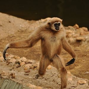 Lar gibbon (Hylobates lar)