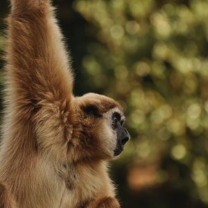 Lar gibbon (Hylobates lar)