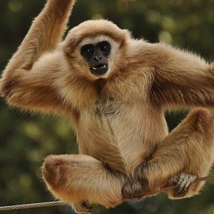 Lar gibbon (Hylobates lar)