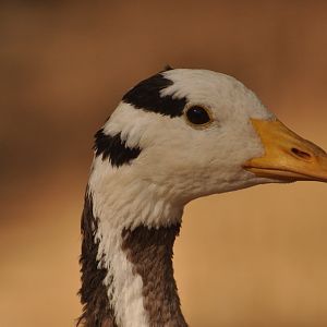 Bar headed goose (Anser indicus)