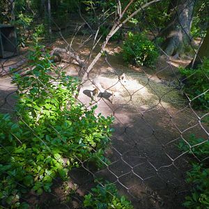 Children's Zoo - Staying Safe - Patagonian Mara Exhibit