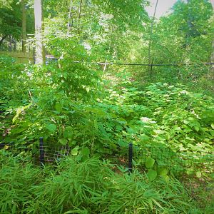 Children's Zoo - Staying Safe - Southern Pudu Exhibit