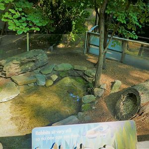 Children's Zoo - Staying Safe - Domestic Rabbit Exhibit