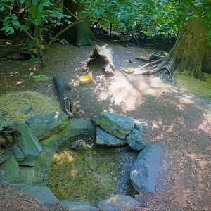Children's Zoo - Staying Safe - Red-footed Tortoise Exhibit