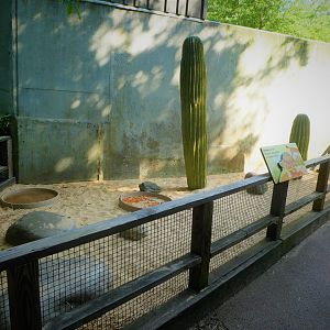 Children's Zoo - Senses - African Spurred Tortoise Exhibit