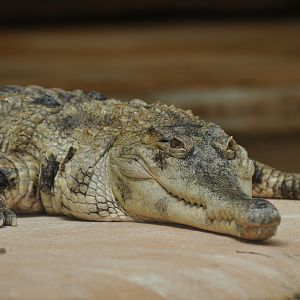 West African slender-snouted crocodile (Mecistops cataphractus)
