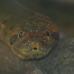 Green anaconda (Eunectes murinus)