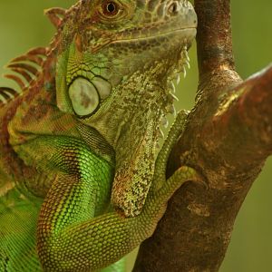 Green iguana (Iguana iguana)