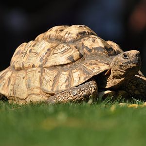 Leopard tortoise (Stigmochelys pardalis)