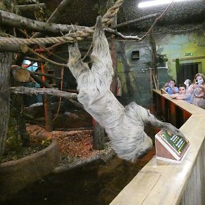 Sloth interacting with visitors