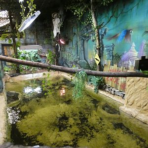 Dwarf crocodile enclosure
