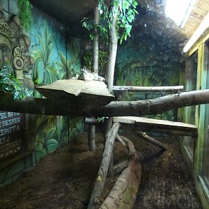 Green iguana and Red-footed tortoise enclosure