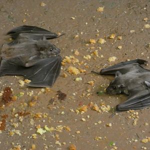 Egyptian fruit bat