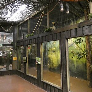 Fruit bat and Night monkey enclosure