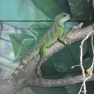 Asian water dragon
