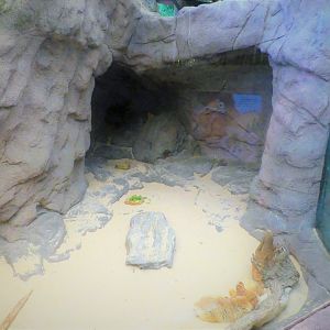 Children's Zoo - Senses - Fennec Fox Exhibit