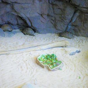 Children's Zoo - Senses - Greek Tortoise Exhibit