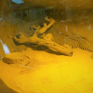 Children's Zoo - Senses - Pine Snake Exhibit