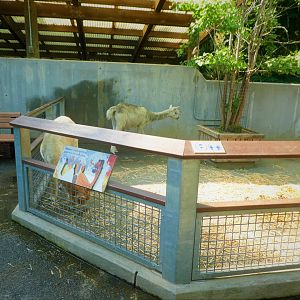 Children's Zoo - Children's Farm - Alpaca Exhibit
