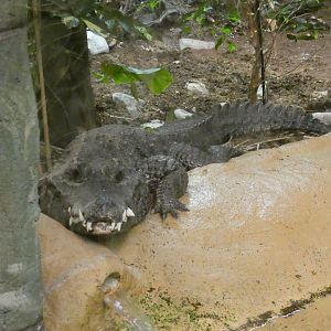West African dwarf crocodile