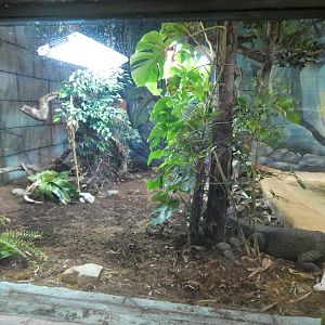 Dwarf crocodile land area