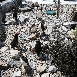 Macaroni penguins