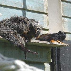 White-faced saki monkey and Red-handed tamarin