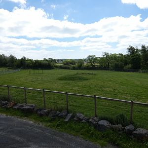 Giraffe grass paddock