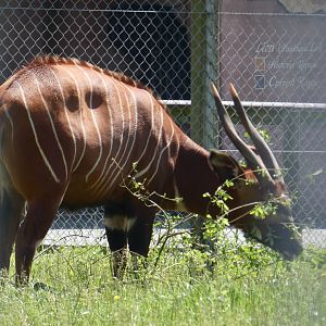 Eastern bongo