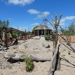 Meerkat enclosure