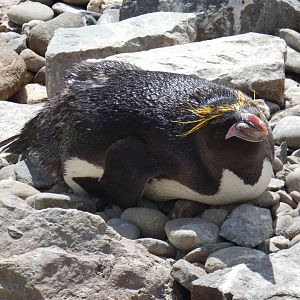 Macaroni penguin