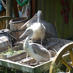 Pelican chicks