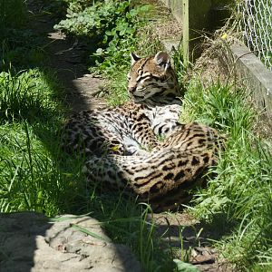 Ocelot
