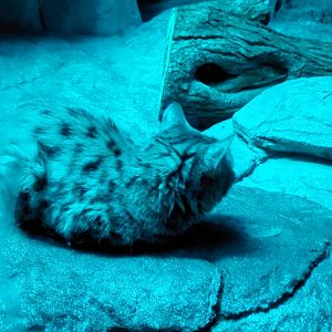 Black-Footed Cat
