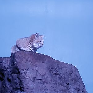 Sand Cat