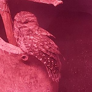 Tawny Frogmouth
