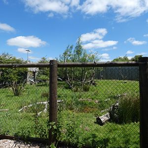 Blue crane and Kirk's dik-dik enclosure