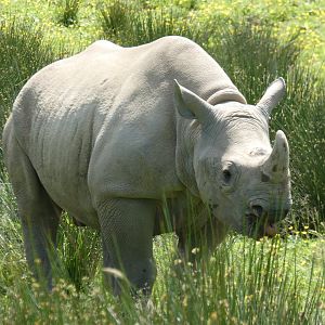 First rhino bred in Wales (Glyndwr)