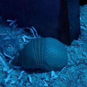 Southern Three-Banded Armadillo