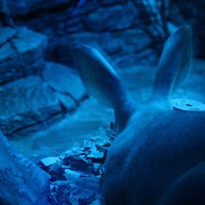 Aardvark (Orycteropus afer)