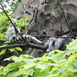 Lemur Lookout
