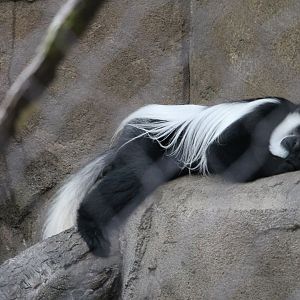 Black-and-white colobus monkey