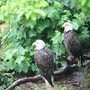 Bald eagles