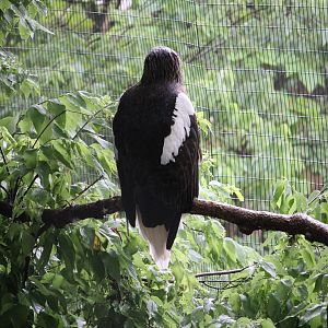 Steller’s sea eagle (Haliaeetus pelagicus)